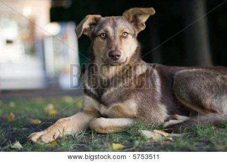 Ledsen herrelös hund
