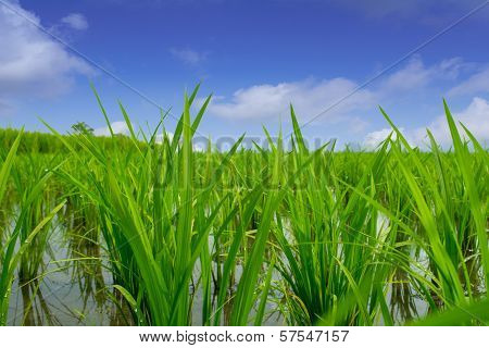 Yong Rice paddy plan
