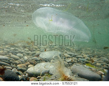 Moon Jellyfish - Aurelia Aurita