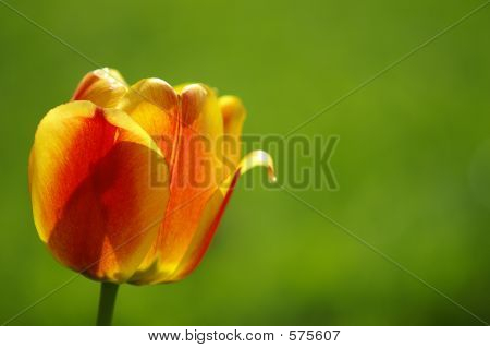 Tulipano