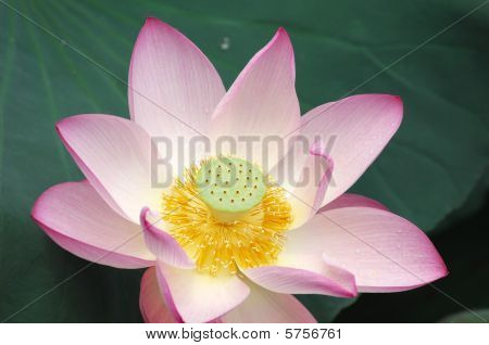 莲花