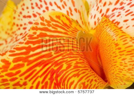 Flor