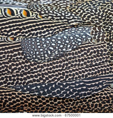 Great Argus Feathers