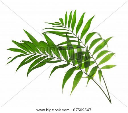 Green leaves of palm tree Howea