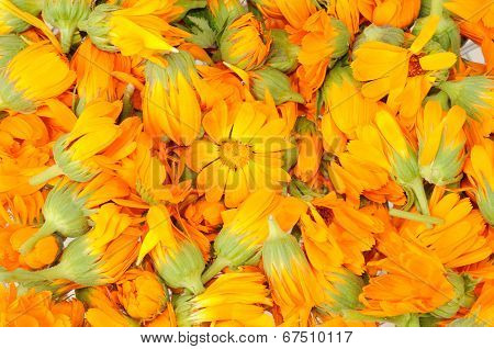 Background Made By Heads Of Calendula