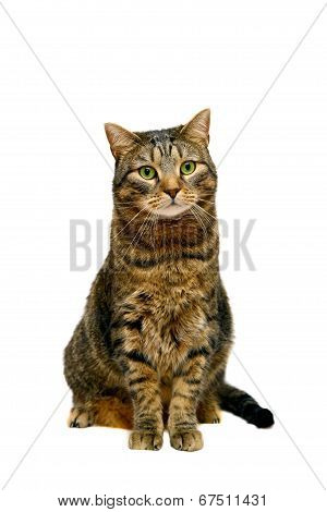 Large adult tabby cat on white