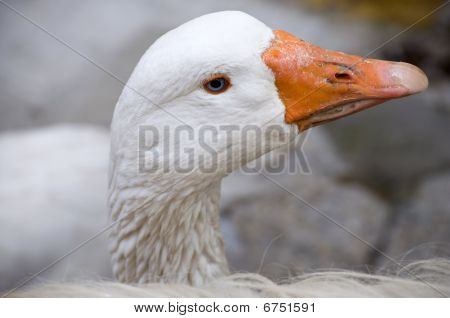 Gås