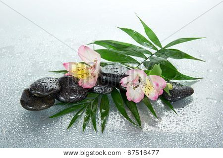 Wet stones and alstroemeria flower
