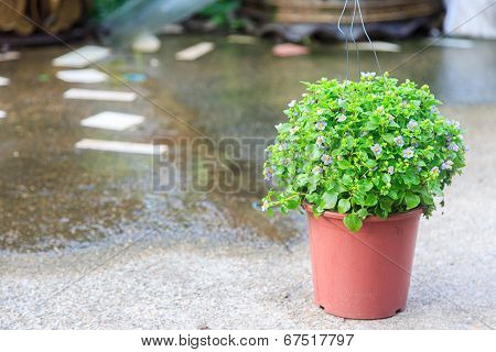 Small Vilolet Flower  -  Persian Violet