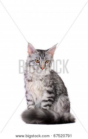 Silver tabby maine coon kitten, 5 month