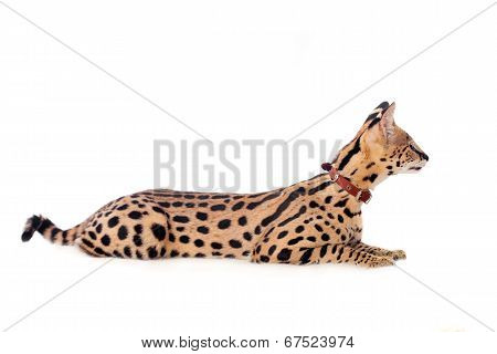 Beautiful serval, Leptailurus serval