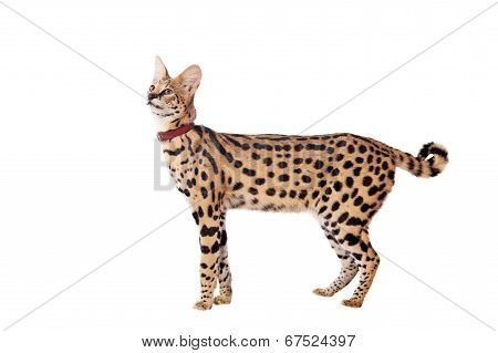 Beautiful serval, Leptailurus serval