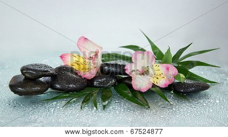 Wet stones and alstroemeria flower