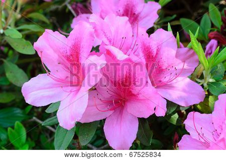 Azalea