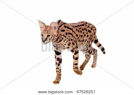 Beautiful serval, Leptailurus serval