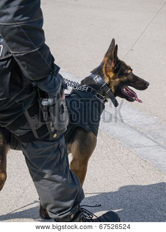 Dutch Swat Team Member And Dog In Action