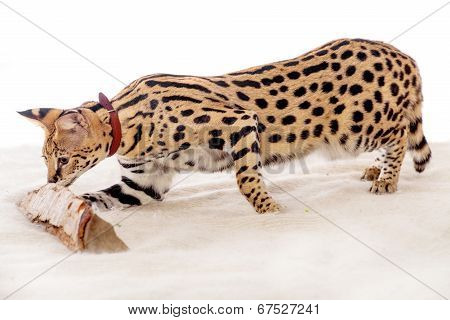 Beautiful serval, Leptailurus serval