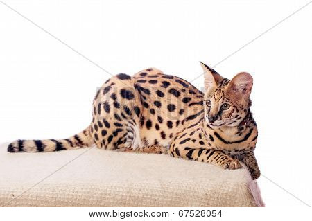 Beautiful serval, Leptailurus serval
