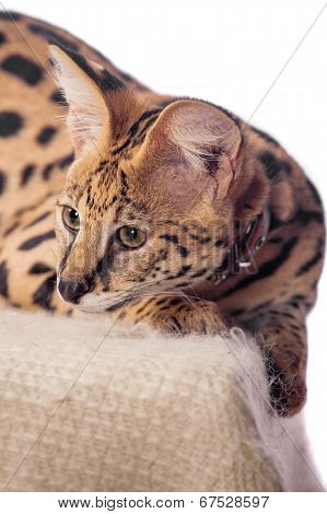 Beautiful serval, Leptailurus serval