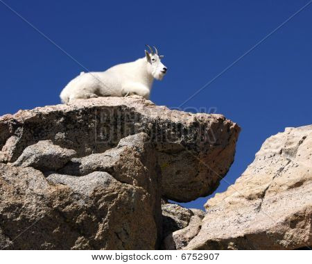 Bjergged