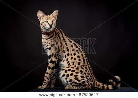 Beautiful serval, Leptailurus serval