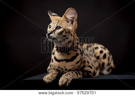 Beautiful serval, Leptailurus serval