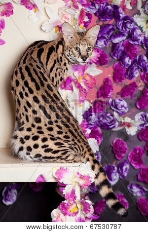 Beautiful serval, Leptailurus serval