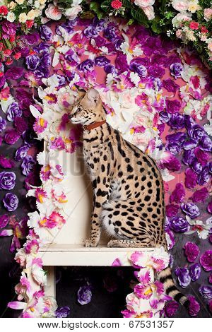 Beautiful serval, Leptailurus serval