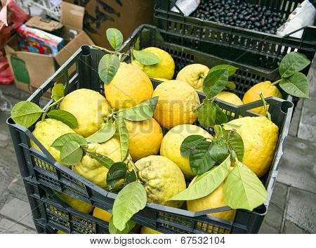 Freshly Picked Lemons In Basket
