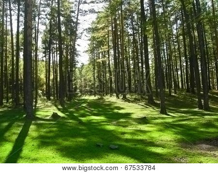 Pinewood