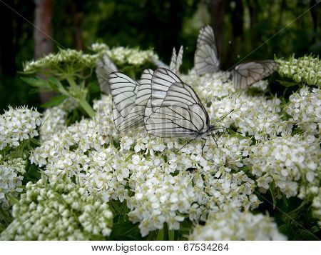 Butterflies