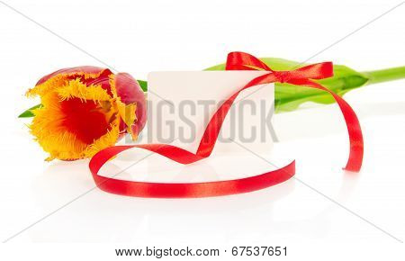 Tulip and card decorated by tape