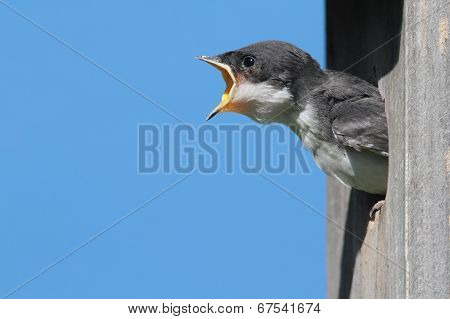 Baby Tree Swallow Begging For Food