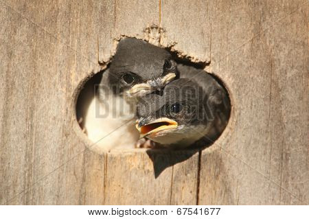 Baby Tree Swallows