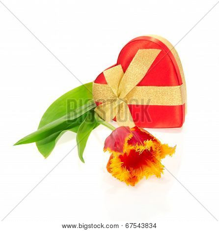 Tulip, the gift box of heart