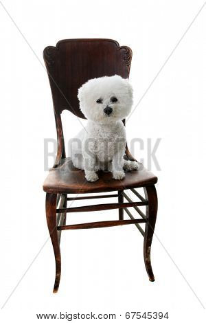 A Genuine Pure Breed Bichon Frise dog sits on an antique wooden chair. Isolated on white with room for your text. 