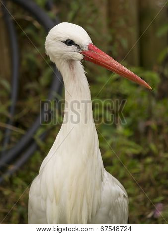 White Stork