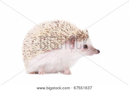 Domesticated hedgehog or African pygmy