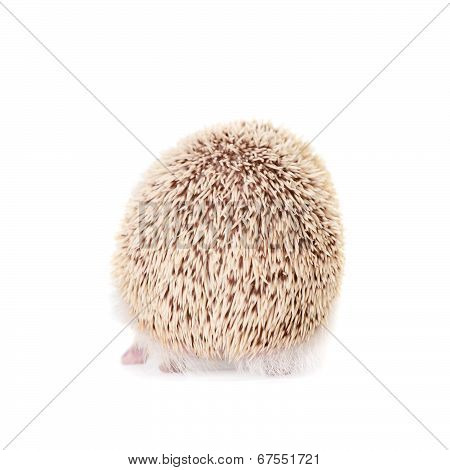 Domesticated hedgehog or African pygmy