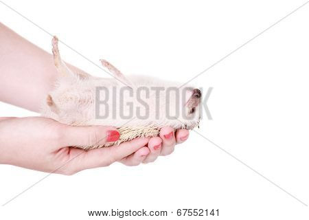 Domesticated hedgehog or African pygmy in hand