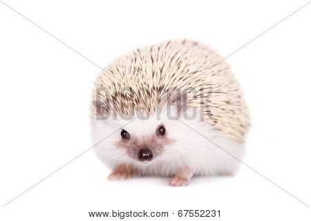 Domesticated hedgehog or African pygmy