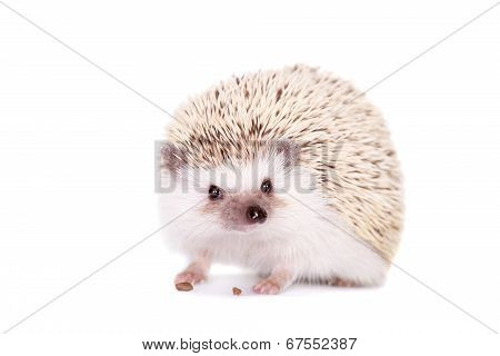 Domesticated hedgehog or African pygmy