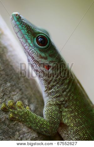 Close up shot of the gekko on the tree branch in a forest. Madagascar
