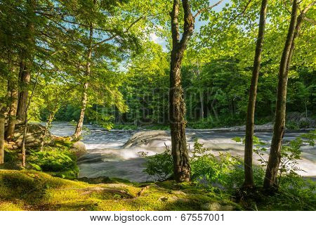 River In The Forest