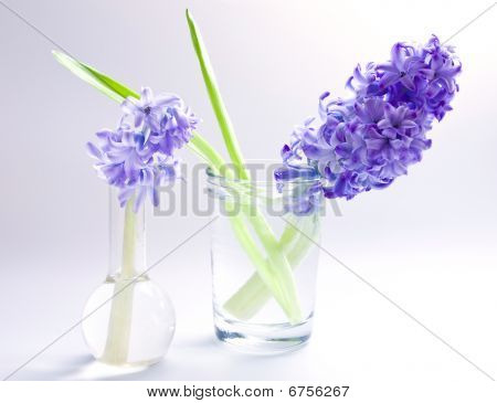 Two Hyacinths