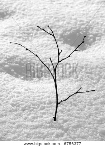 First Winter