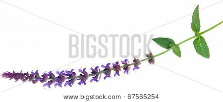 Perennial Salvia Flower