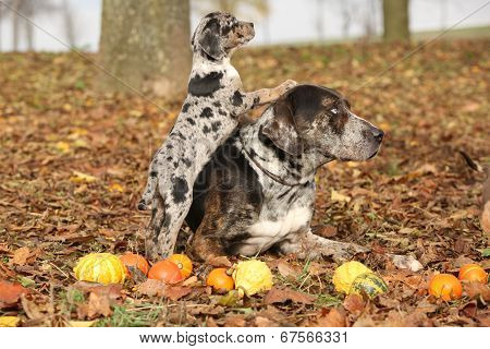 Louisiana Catahoula Dog With Adorable Puppy In Autumn