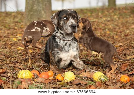 Louisiana Catahoula Dog With Adorable Puppies In Autumn