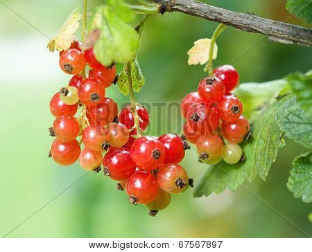 Red Currant (ribes Rubrum)